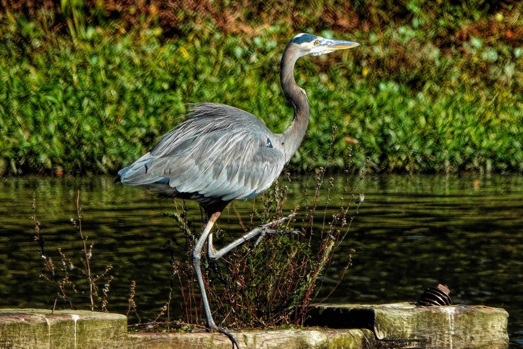 Heron on the Prowl by milaniet