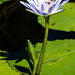 Water Lilly buzz by sugarmuser