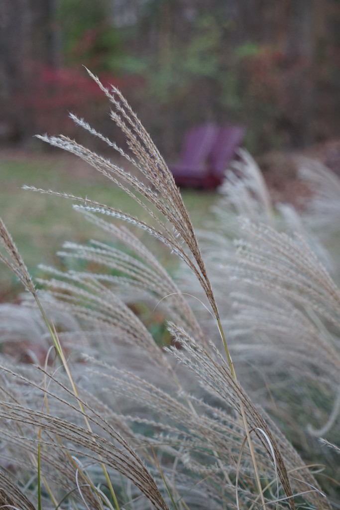 Soft plumes on tough grasses by tunia