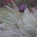 Soft plumes on tough grasses by tunia
