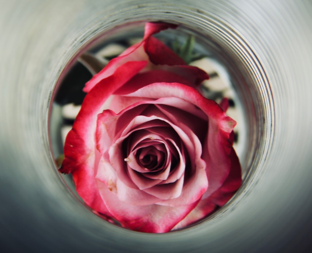 Slinky Rose by corinnec
