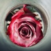 Slinky Rose by corinnec
