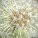 Dandelion Seeds by skipt07