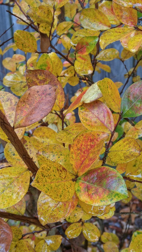 Crepe myrtle leaves in autumn splendor... by marlboromaam