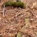 Moss covered logs... by marlboromaam