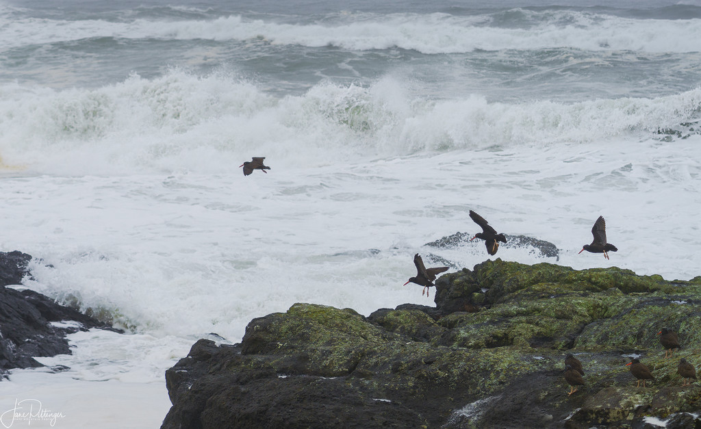 Black Oyster Catchers and Surf  by jgpittenger