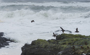 15th Nov 2020 - Black Oyster Catchers and Surf 