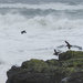 Black Oyster Catchers and Surf  by jgpittenger