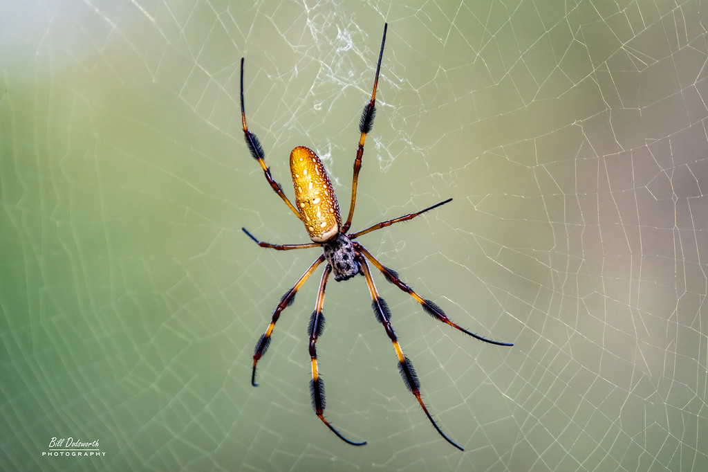 I really hate spiders! by photographycrazy