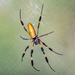 I really hate spiders! by photographycrazy