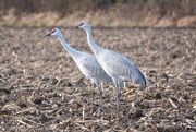 16th Nov 2020 - Sandhill Cranes