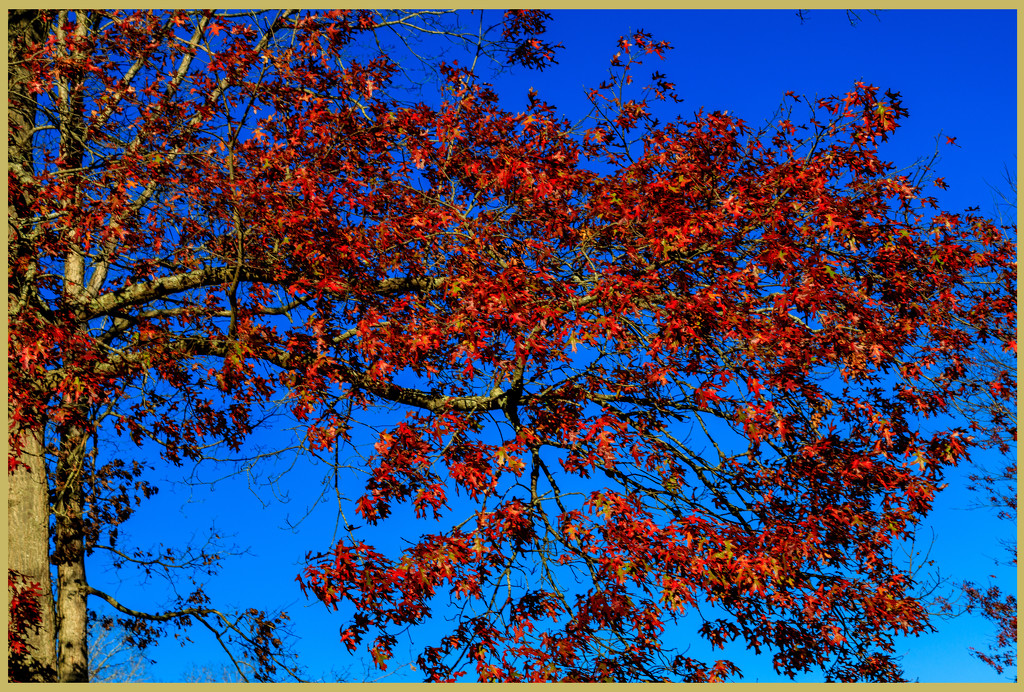 Leaves & Blue Sky by hjbenson
