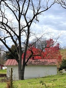 15th Nov 2020 - Red Tree and Red Roof