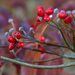 Dogwood Berries  by calm