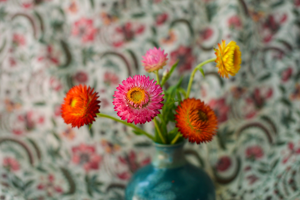 Paper daisies by jeneurell