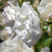 White Rose by ianjb21