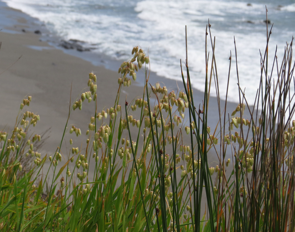 seaside grasses by kali66