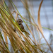 Song sparrow by nicoleweg