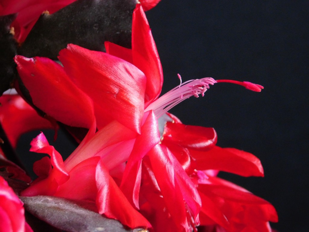 Christmas Cactus 1 by 365anne