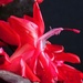 Christmas Cactus 1 by 365anne