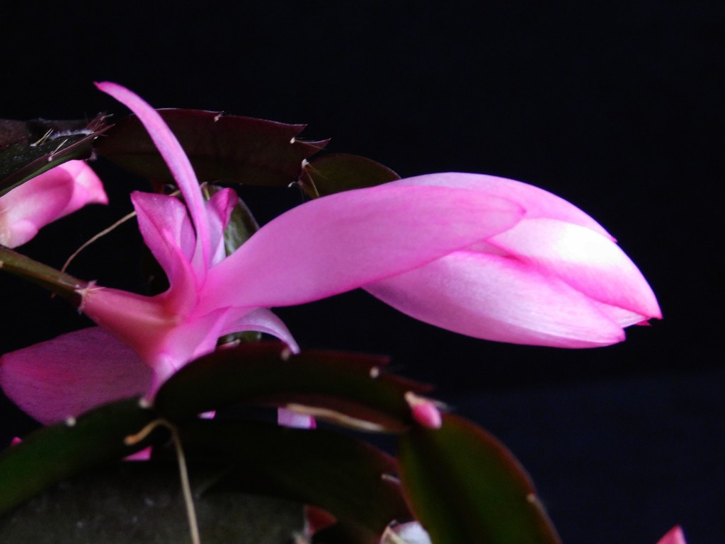 Christmas Cactus 2 by 365anne