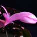 Christmas Cactus 2 by 365anne