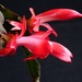 Christmas Cactus 3 by 365anne