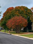 17th Nov 2020 - Some fall color in my neighborhood 