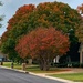 Some fall color in my neighborhood  by louannwarren