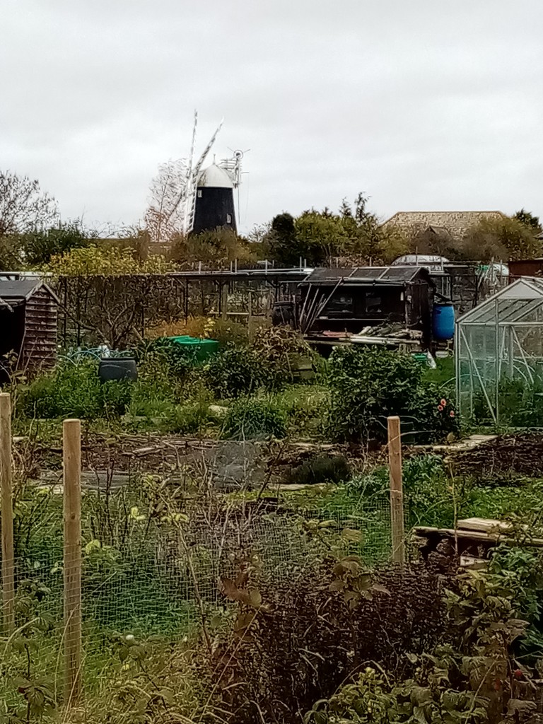 From the Allotments by foxes37
