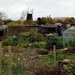 From the Allotments by foxes37