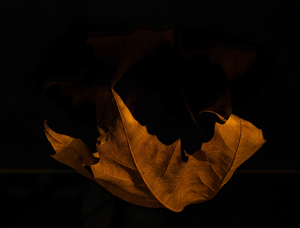 A leaf by haskar