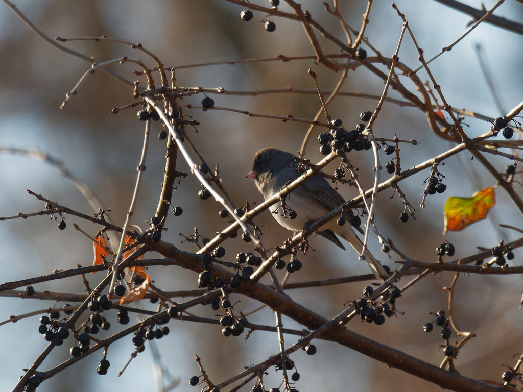 junco  by rminer