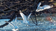 17th Nov 2020 - Ring-billed gulls 