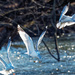 Ring-billed gulls  by rminer