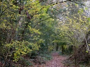 17th Nov 2020 - A woodland walk