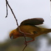 Cape Weaver (Male) by ninaganci