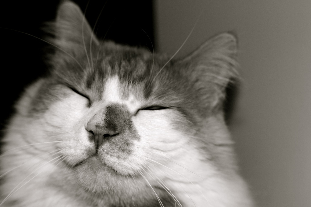 Happy Cat by laurentye