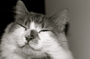 9th Jan 2011 - Happy Cat