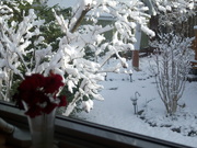 17th Nov 2020 - From my kitchen window - first snow