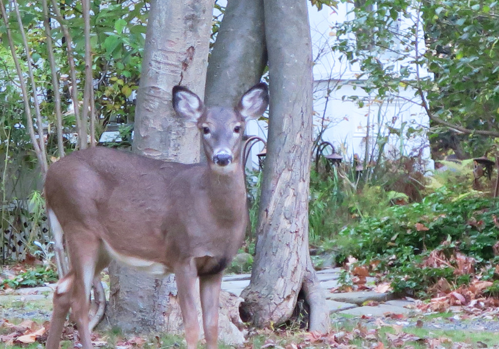 Doe a Deer/A Female Deer by april16