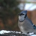 Blue Jay by radiogirl