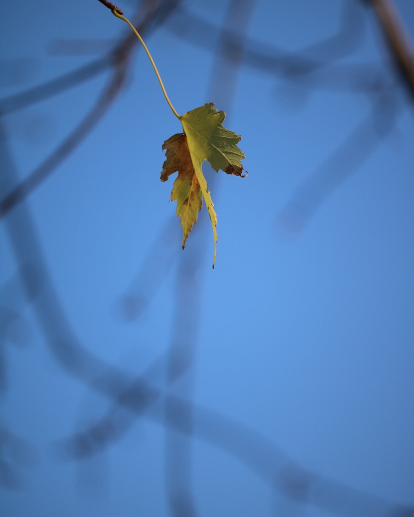 November 17: One Last Leaf by daisymiller