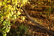 17th Nov 2020 - 11-17-20 Fallen tree