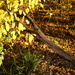 11-17-20 Fallen tree by clayt