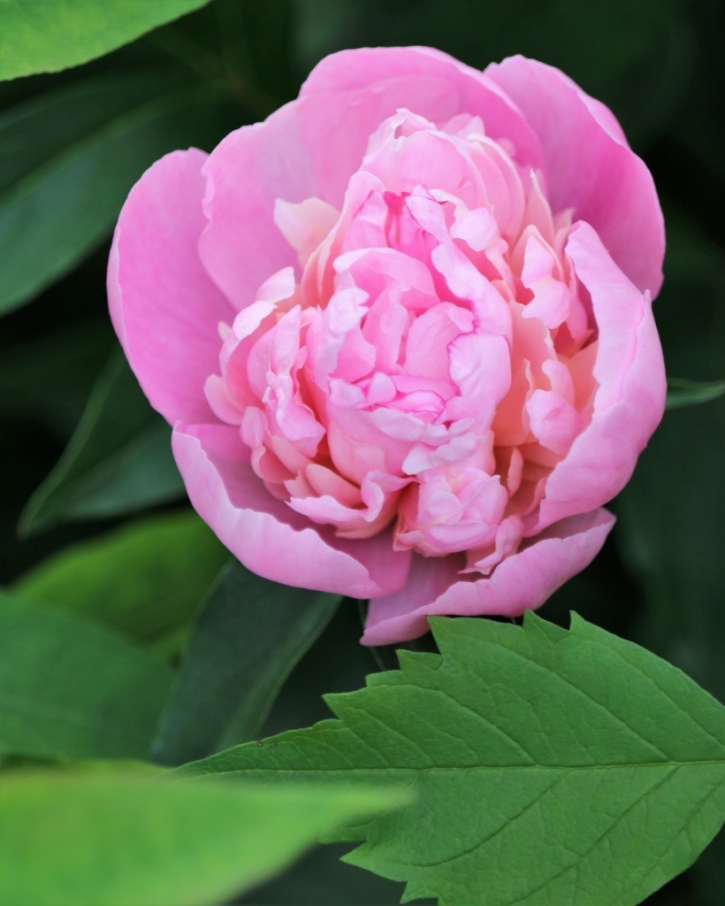 May 18: Peony by daisymiller