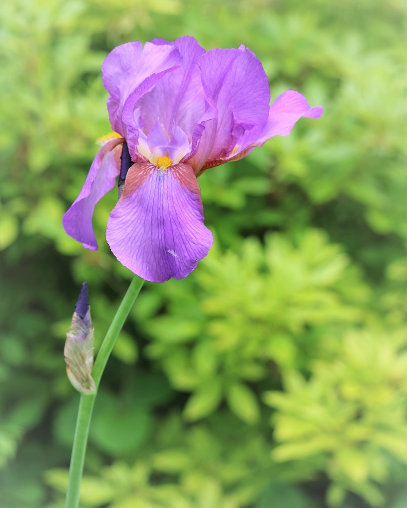 May 19: Iris by daisymiller