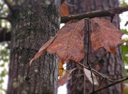 18th Nov 2020 - Blackjack Oak...