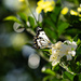 Caper white butterfly by sugarmuser