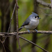 Titmouse by cwbill